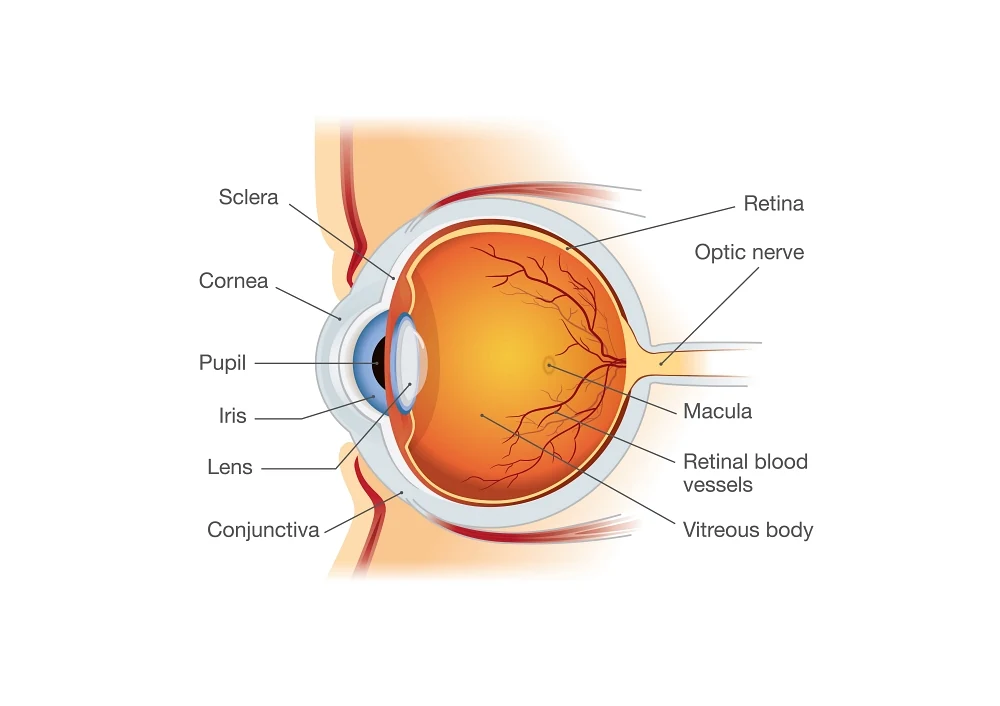 retina eye graphic